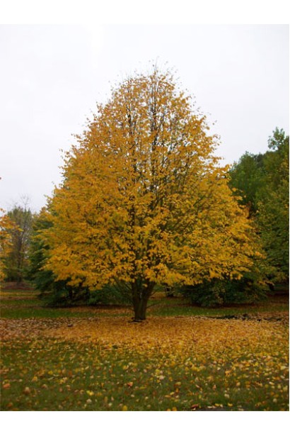 Липа європейська Палліда восени